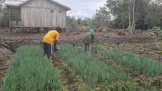 PASANGAN WANI RANTAU MERAWAT DAUN BAWANG
