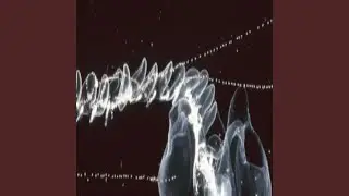 Siphonophore
