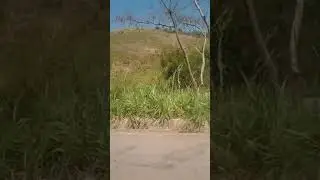 PACEIO