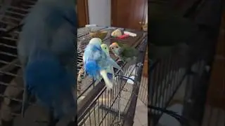Accoppiamento cocorite disturbato da inseparabile