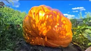 The HARVEST Is COMING! _ GIANT Pumpkin UPDATE! // Whitt Acres