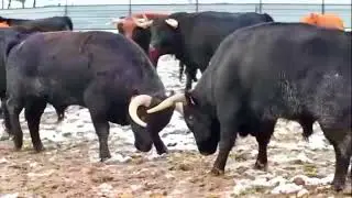 TOROS EN EL CAMPO UN FRIO INVIERNO❄️☃️🐂MOMENTOS DUROS PARA GANADEROS #youtubevideo #ganaderiatoros 