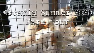 Arcadia Permaculture Summer 2020 Farm Tour