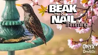 Starling BEAK and NAIL Trimming- Let's talk about it! #birdcare 