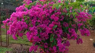 😍Nursery |📍GOA Agarwada 💚