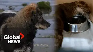 After otter pup&rsquo;s death, Vancouver Island dog owners urged to control their pets