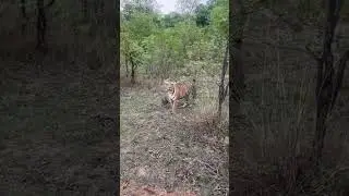 Live at Tadoba. #tiger