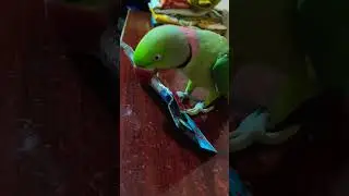Alexander Parrot Love Pen 🖊️🖊️ l #indianparrotmithu #iconicmithu #funny l#viralvideo #shorts