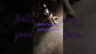 #shorts #short #shortvideo #shortsfeed #love #dog #cute #doglover #husky #huskylovers #enjoytraining