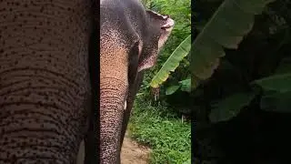 Why do Elephants flap their ears