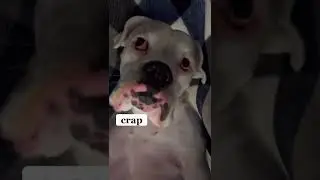 Busted 😅 #funnydogs #cutedogs #shorts #dogmeme #whiteboxer #dogcomedy #funny #boxerdog #boxers