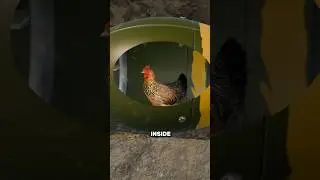 The Chicken Nukes Of The Cold War 😱