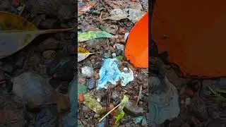 Descoberta Incr&iacute;vel &Aacute;gata Azul na Estrada!
