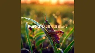 Grasshopper