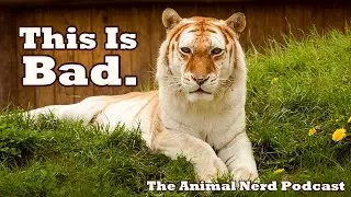 Тёмная правда о золотистом полосатом тигре... 🐯🚩 Подкаст Animal Nerd, полный выпуск 10