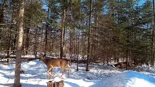 Trail camera pickup with Winghome 630