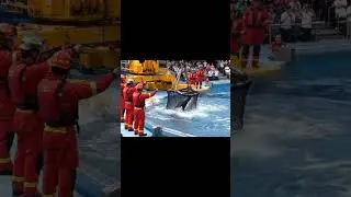 #ocra bi mar gayi | Jessica Radcliffe attack by dolphin #dolphin #jessica #shorts #fish #shortvideo