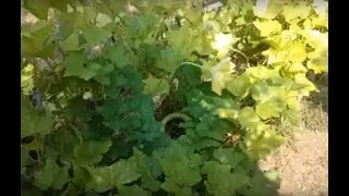 Améliorer la terre de son potager