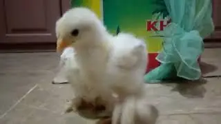 Beautiful chicks just 