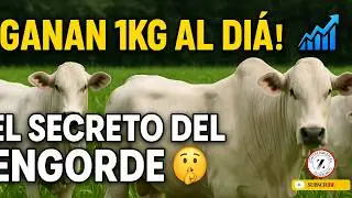 Pasto Clon 51: Siembra, uso y beneficios en ganado de carne 🥩 Engorde Rápido con este pasto 🚜