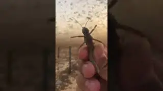 Locust Plague in Saudi Arabia