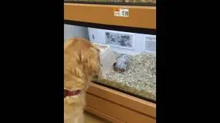 Pet store visit