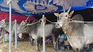 Top Quality Hallikar Bulls Saplamma jatre Thornahalli Bangalore 2026 #watch#like#share#hallikarbulls