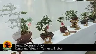 Bonsai Dcentral Unity