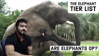 Are Elephants OP? (TierZoo) CG Reaction