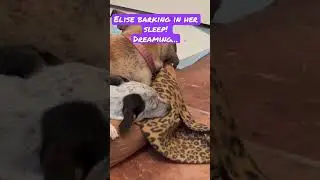 Elise barking in her sleep! 😅😂🤣