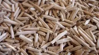 Desert Rose Seed Planting