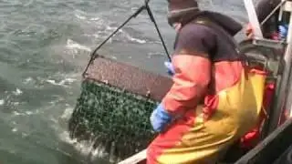 Dredging Oysters.wmv