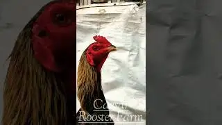 Caesar Rooster Farm