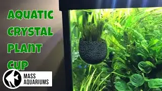 Senzeal Crystal Glass Aquatic Plant Cup