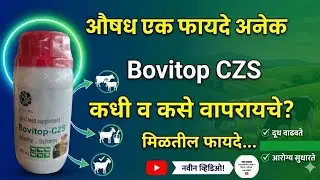 Bovitop CZS: गायीच्या कास वाढवून दुध दुप्पट करा! जबरदस्त फायदे आणि डोस||शेळी मेंढी मध्ये फायदेशीर 