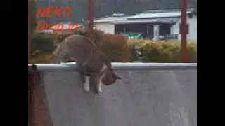 Neko Drop in