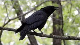 Corneille, Cri Rare / Crow, Rare call