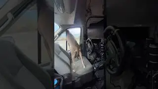 Racing dog aura +10000 #simracing #vanlife