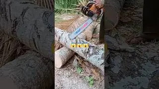 Amazing cutting wood coconut#wood#woodworking#shorts
