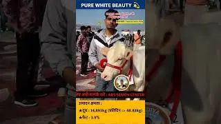 Pure White Queen : ABS Snowman Bull ❤️ #abssnowmanbull #Shorts