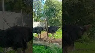 FUNNY OSTRICHES are watching #shorts