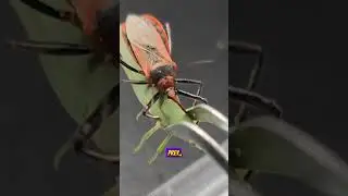 Assassin Bugs #education #insects #shortvideo #facts #nature #wildlife #animals #shorts
