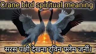 crane bird meaning spiritual meaning in hindi | crane bird dikhna twin flame journey | #cranebird