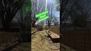 Grass is coming up !! PHONE KEPT FALLING WHILE I FILMED ! #backyardgardening #homesteading