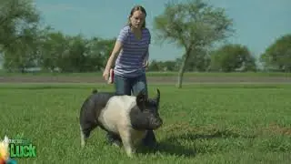 Show Pig  Proper Showmanship Posture