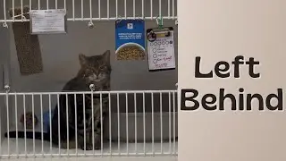 No One Wanted This Senior Rescue Cat… So I Fostered Her