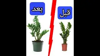 الطريقة الصحيحة لنقل نبات الزاميا الى سندانة اوأصيص أكبر بدون اضرار