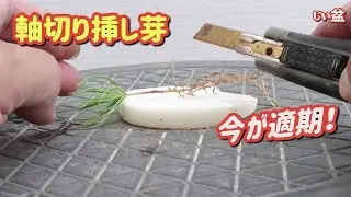 Попробуйте два разных типа почвы. [Черенки черной сосны] / Новичок / Как сделать бонсай