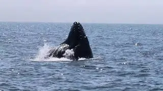 WHALE WATCHING | SAN FRANCISCO, CA