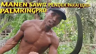 MANEN SAWIT PENDEK PAKAI EGREK PALMKINGPRO